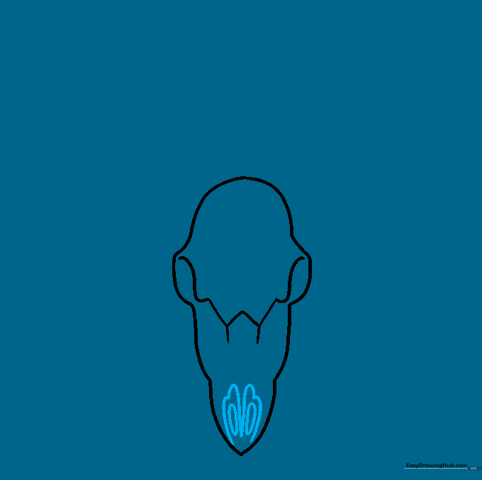 Drawing the nasal cavity of the deer skull using oval shapes.