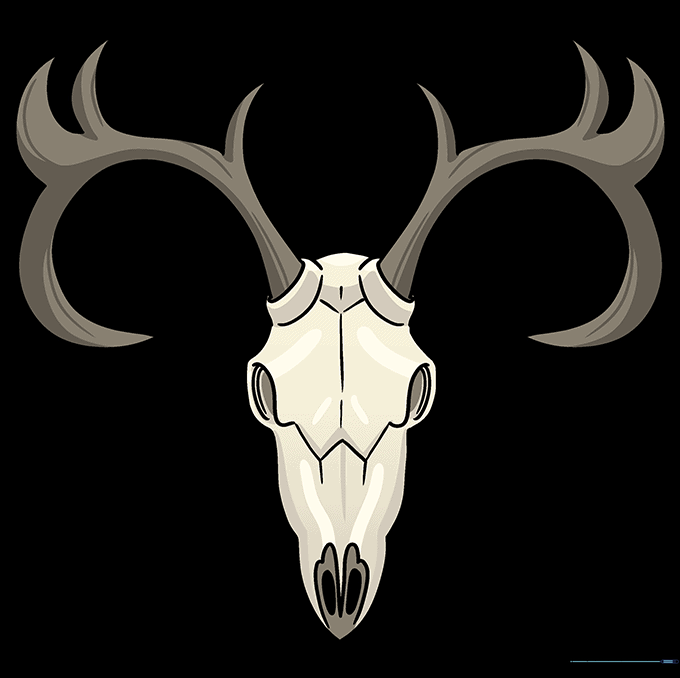 Final colored deer skull drawing with cream bone and brown antlers.
