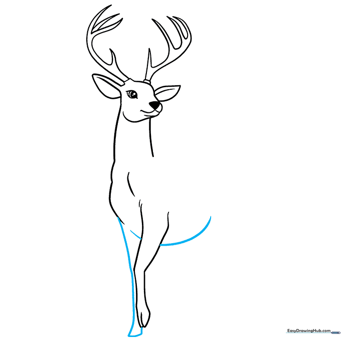 Adding the second leg and the curved belly line of the deer.