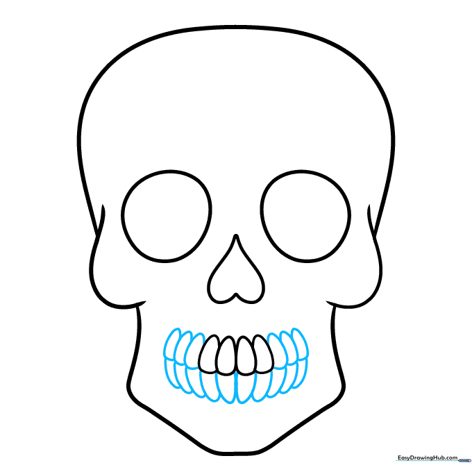 Detailed view of the skull jaw showing a full row of overlapping teeth shapes.