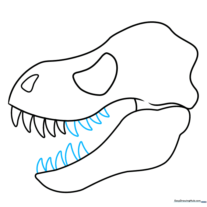 Completing the row of teeth along the upper and lower jaw lines.