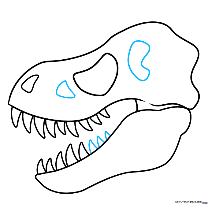 Adding the eye socket and additional bone fenestrae to the skull structure.