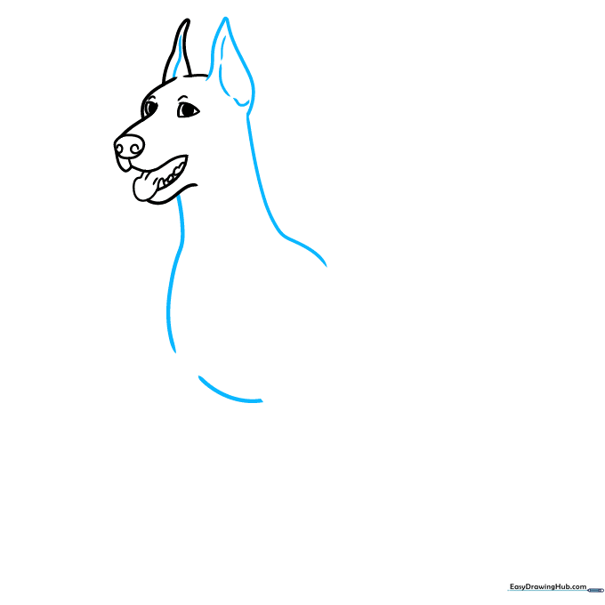Sketching the second ear and the long, muscular neck of the Doberman.