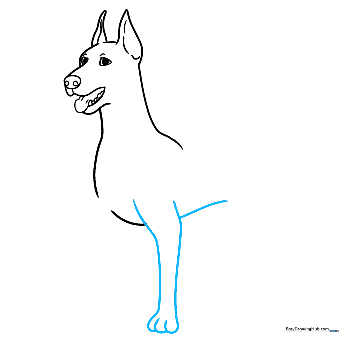 Drawing the Doberman's front leg and paw with a curved belly line.