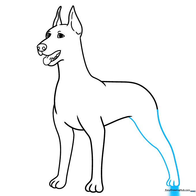Drawing the Doberman's rear leg positioned at a diagonal angle.