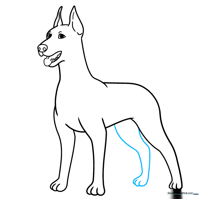 Adding the final rear leg to complete the Doberman's stance.