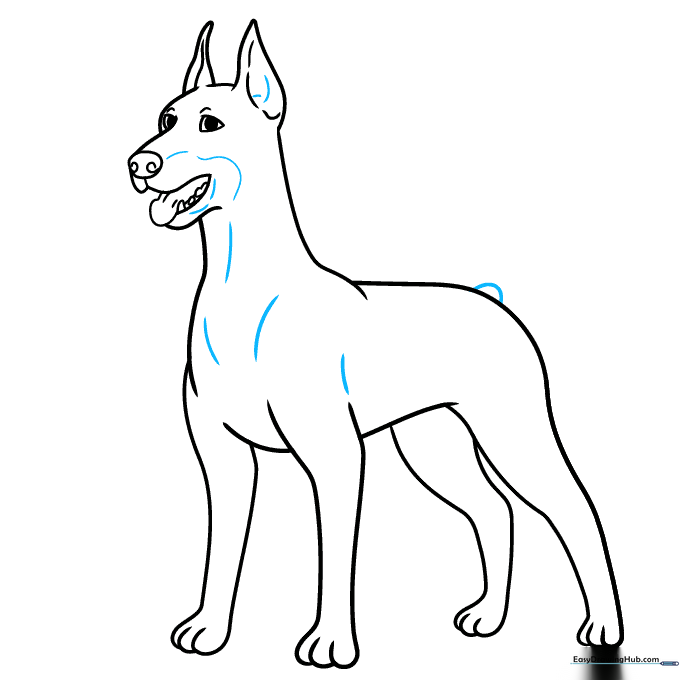 Adding the tail and final textural details to the Doberman's chest and ears.