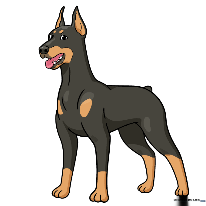 The finished, colored Doberman drawing with classic black and tan markings.