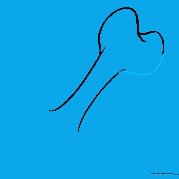 The first end of the bone is now fully enclosed with rounded lobes.