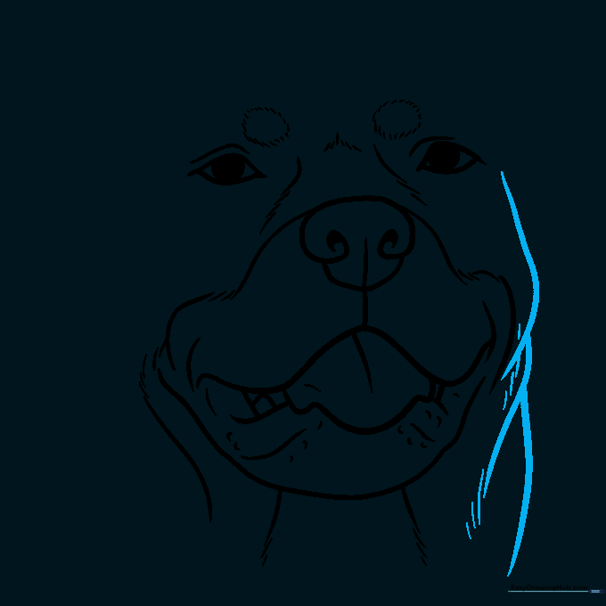 Adding layered fur lines to the right side of the dog's face.