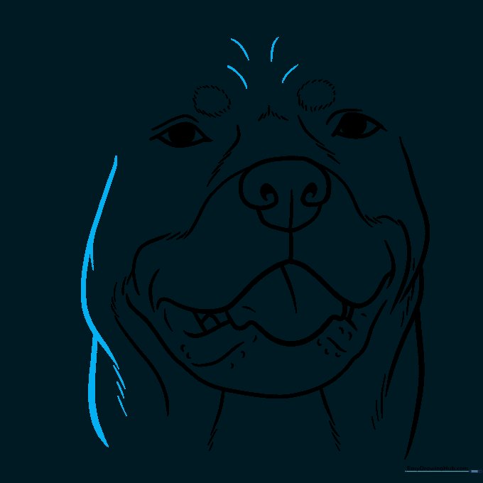 Mirroring the fur lines on the left side of the dog's face.