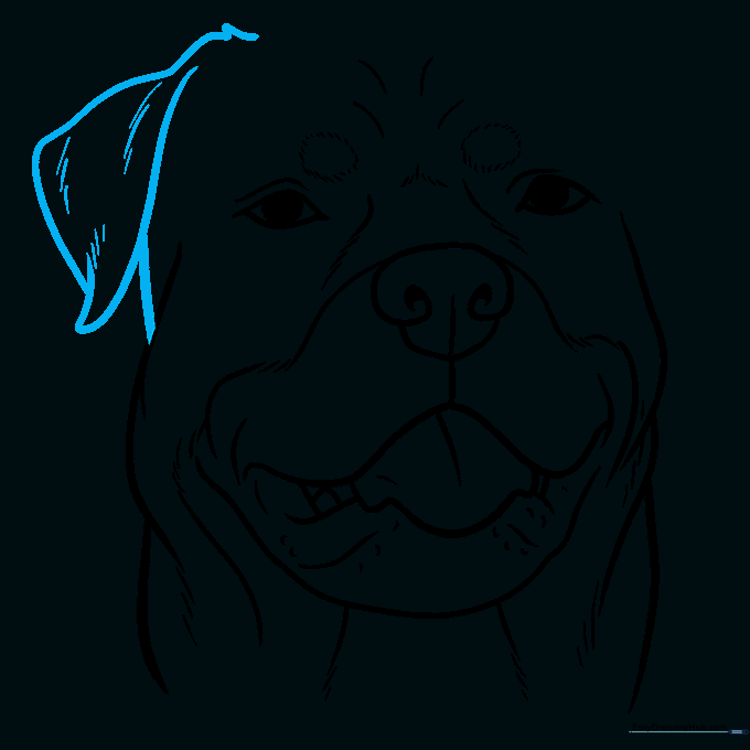 Drawing the dog's ear shape with internal fur details.