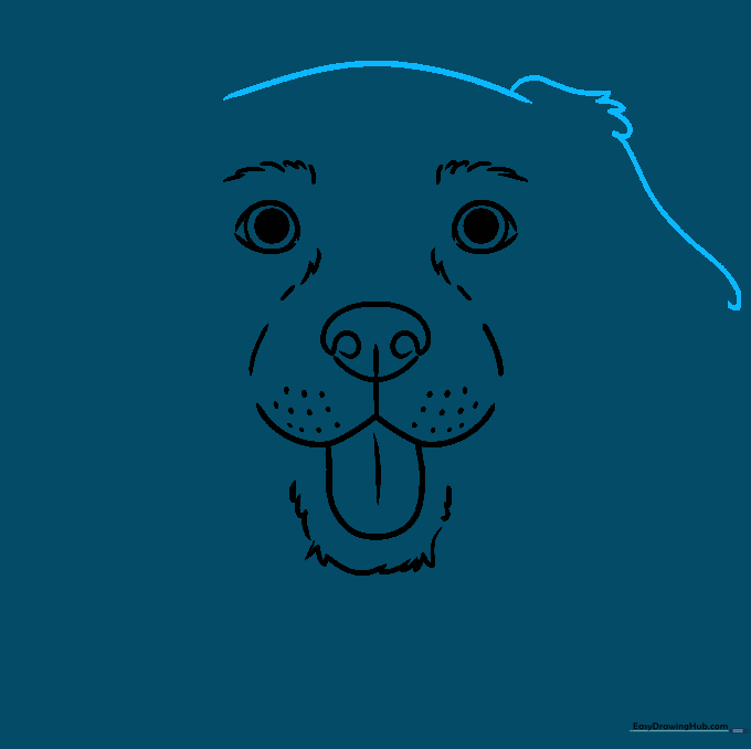 The outline of the dog's head taking shape with fur-like strokes.