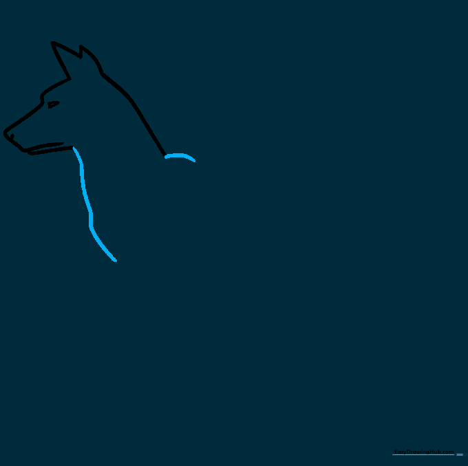 Drawing showing the chest and shoulder lines being added to the dog's body.