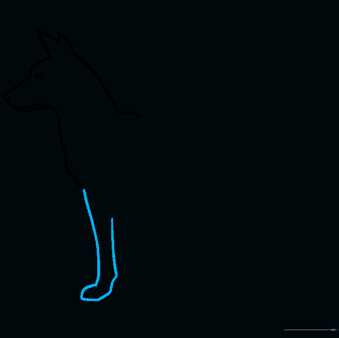 Drawing showing the first front leg and paw being sketched with curved lines.