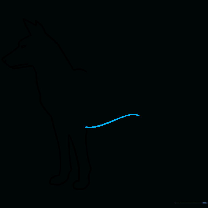 Drawing showing the long, curved line that forms the dog's belly.