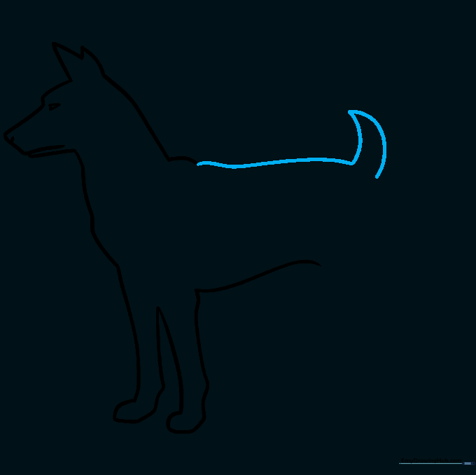 Drawing showing the back line and a happy, pointed tail.