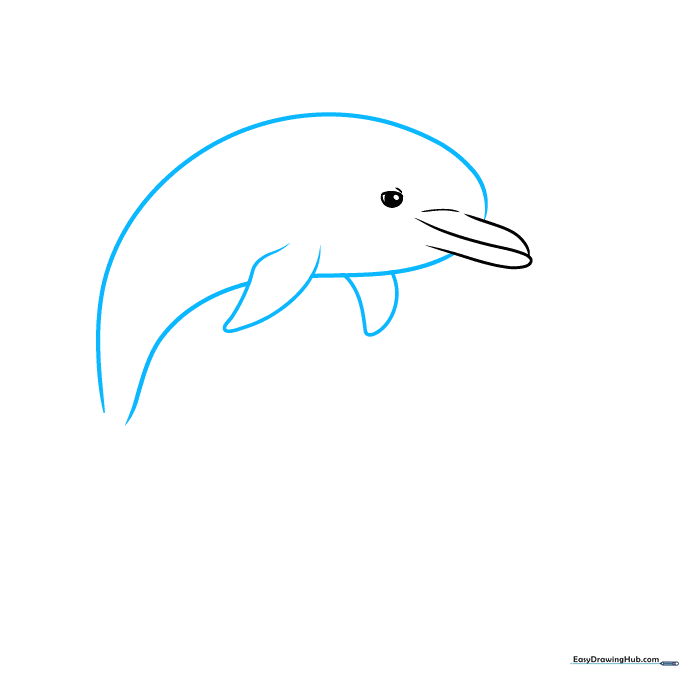 Outline of a dolphin's body showing the back, belly, and pectoral fin construction.