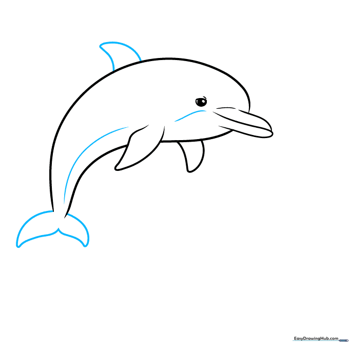 Dolphin drawing showing the addition of the dorsal fin and tail flukes.