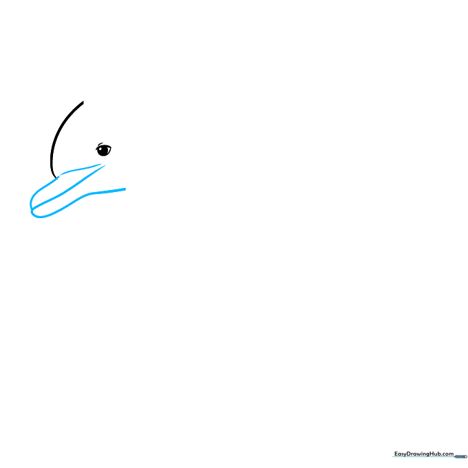 Drawing the dolphin's beak using two smooth, overlapping curved lines extending from the head.