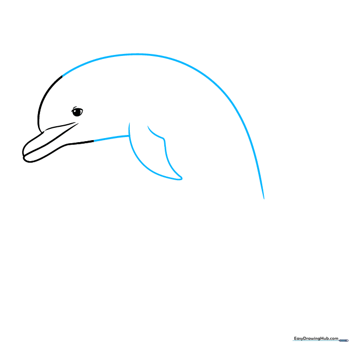 Sketching the dolphin's back and chest lines, including the addition of a pectoral fin.