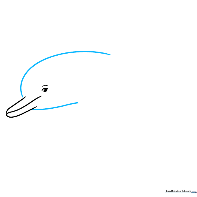 Drawing the top and bottom lines of the dolphin's head.