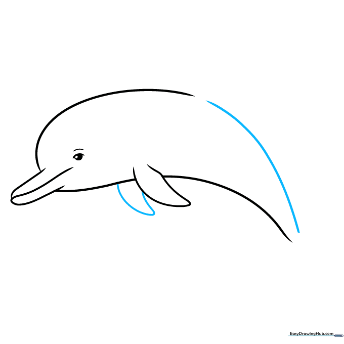 Drawing the long curved back line of the dolphin.