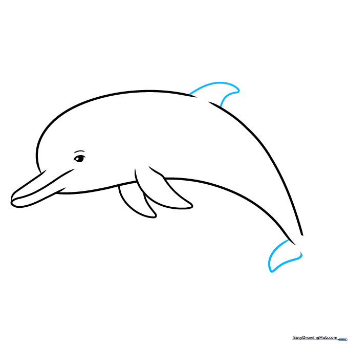 Adding the dorsal fin and the beginning of the tail fluke.