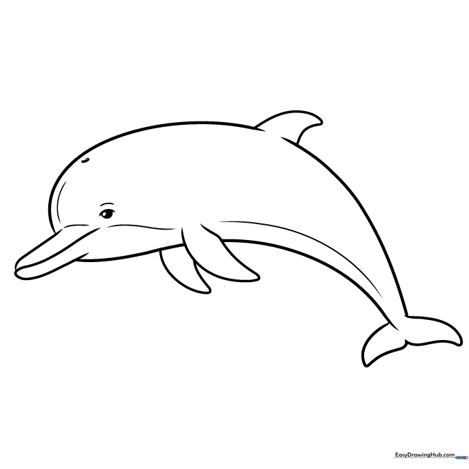 The completed dolphin drawing ready for coloring.