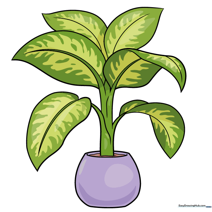 A fully colored Dumb Cane plant with vibrant green leaves and light yellow variegation.