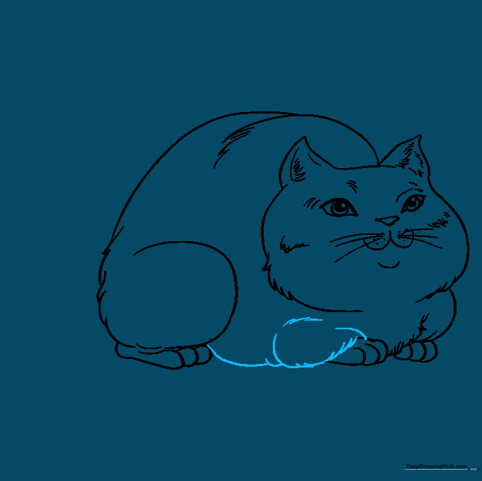 Drawing of the cat's front leg and belly connection.