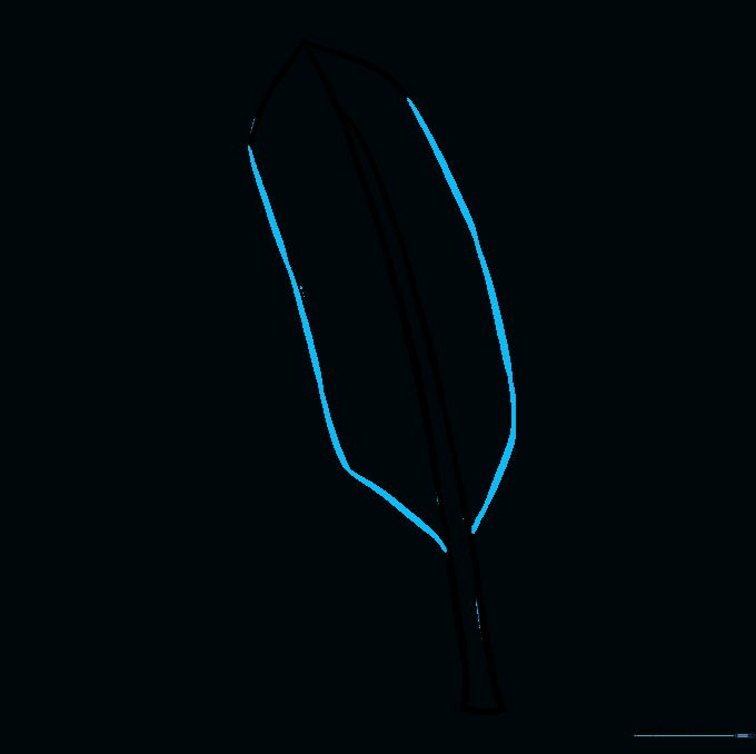 Long, sweeping curved lines defining the full shape of the feather vane.