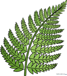A beautiful, finished fern illustration ready for a nature-themed art project.