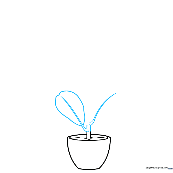Two teardrop-shaped leaves attached to a central stem rising from the pot.
