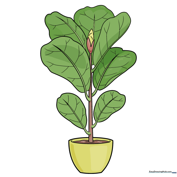 The completed, colored fiddle leaf fig drawing.