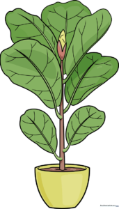 A vibrant, finished drawing of a fiddle leaf fig in a pot.