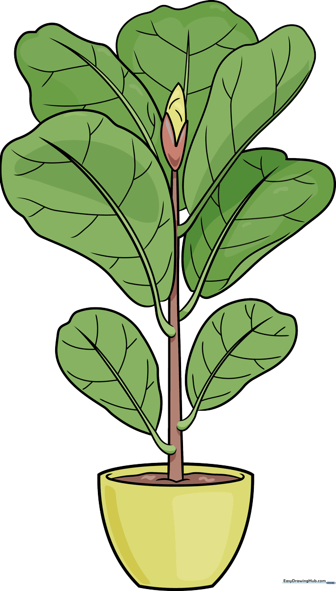 A vibrant, finished drawing of a fiddle leaf fig in a pot.