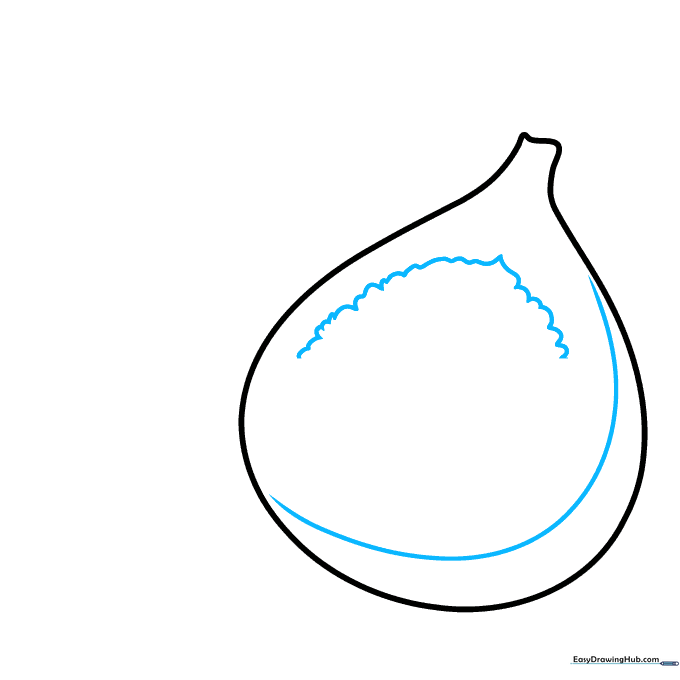 Drawing a curved line inside the fig to define the inner fruit flesh.