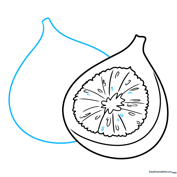 Sketching a second fig partially hidden behind the first one.