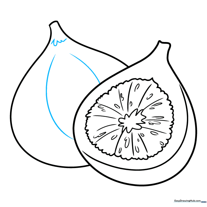 Adding stem details and skin texture lines to the fig drawing.
