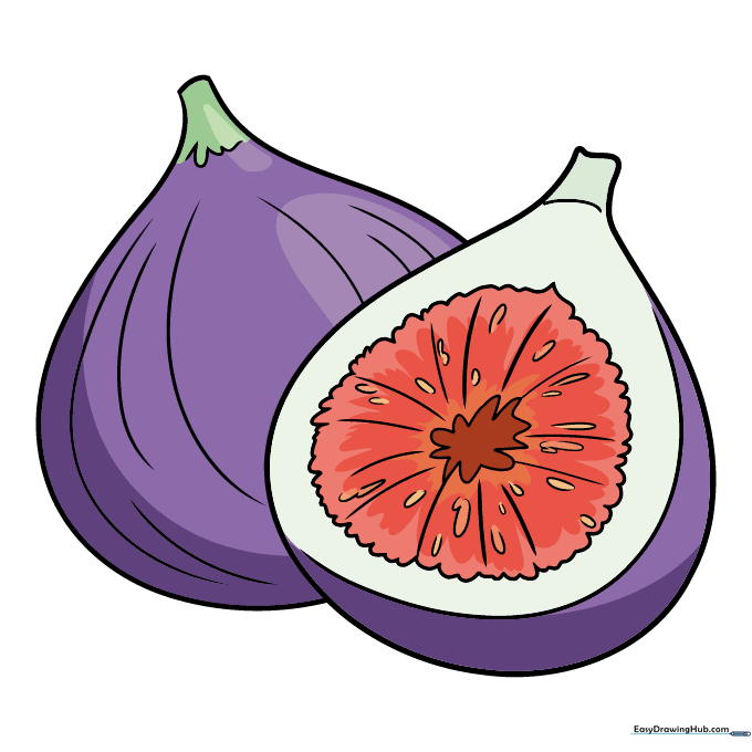A finished, colored drawing of two figs with purple skin and red flesh.