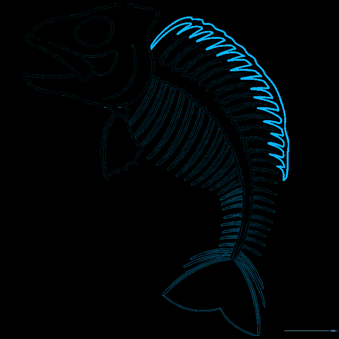 Adding the top fin structure to the fish skeleton.