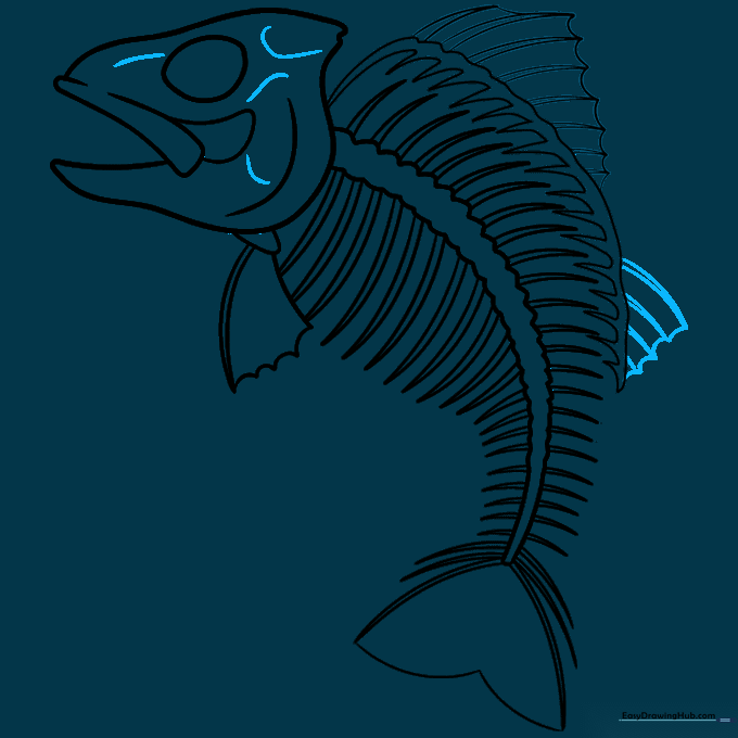 Adding structural lines to the skull and completing the bottom fins.