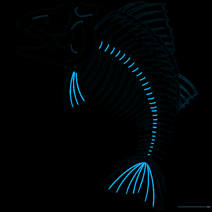 Final ink outline of the fish skeleton with pencil marks removed.