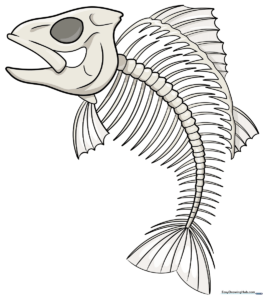 A completed, detailed drawing of a fish skeleton on a clean background.