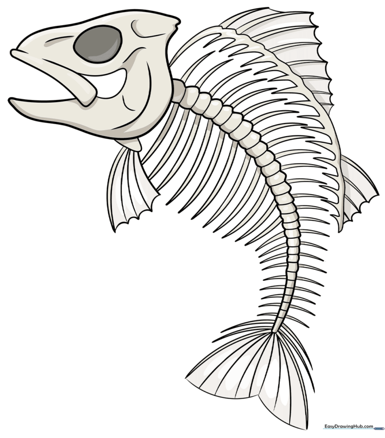 A completed, detailed drawing of a fish skeleton on a clean background.