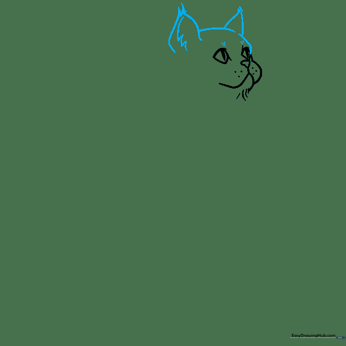 Outline of a cat's head with ears added, showing the structure of the brow and head shape.