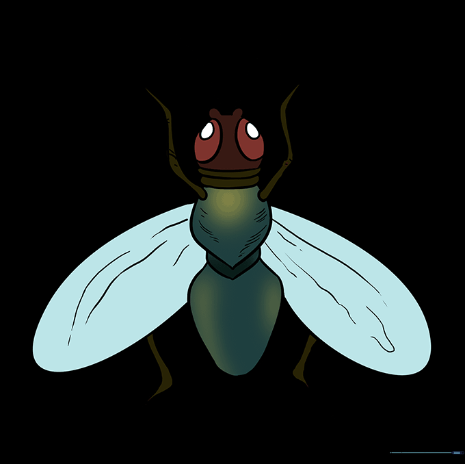 The finished fly drawing, fully colored with dark tones and highlights.