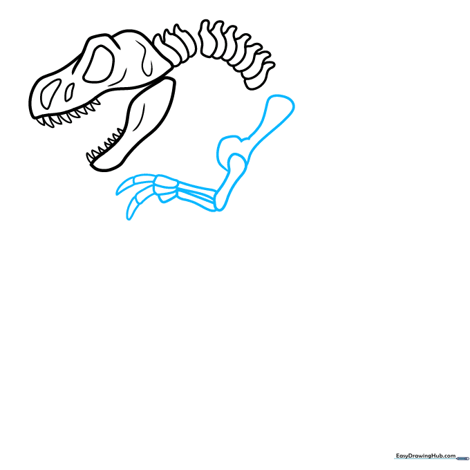 Detailed drawing of a dinosaur arm structure including shoulder and finger bones.