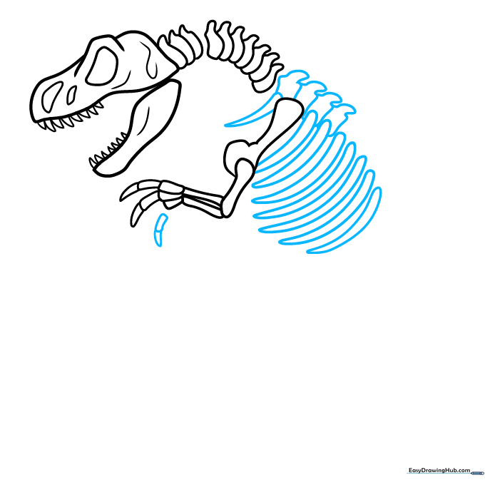 Drawing the rib cage and spinal column of the dinosaur fossil.